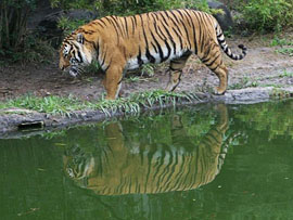 Sunderban Tiger Camp, Sunderbans